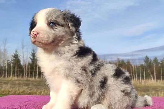 Szczenię BORDER COLLIE z Hodowli - Rasowy pies z pełną dok., Małopolskie, Kraków