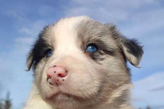 Szczenię BORDER COLLIE z Hodowli - Rasowy pies z pełną dok., Małopolskie, Kraków
