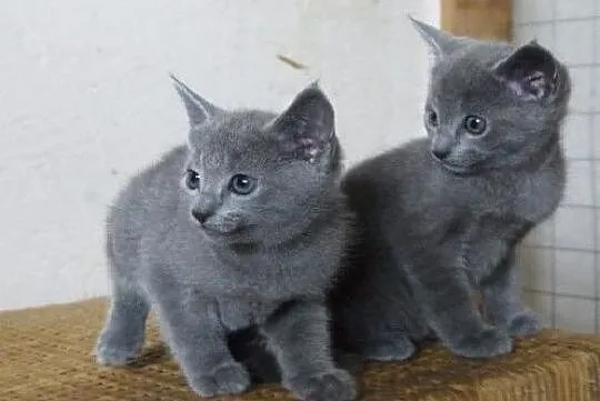Piękne kocięta rosyjskie niebieskie gotowe, Rogoźno