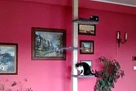 Drapak dla kota, sufitowy, solidne drewno Amiculus 7-A