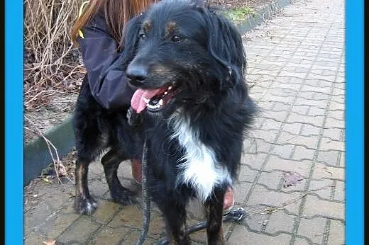FOTEK-piękny,duzy kudłacz,adopcja!!,  świętokrzyskie Kielce