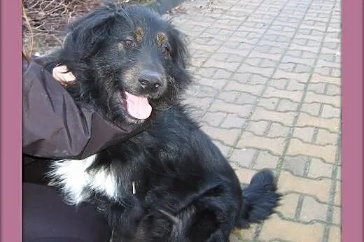 FOTEK-piękny,duzy kudłacz,adopcja!!,  świętokrzysk