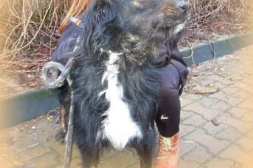 FOTEK-piękny,duzy kudłacz,adopcja!!,  świętokrzysk