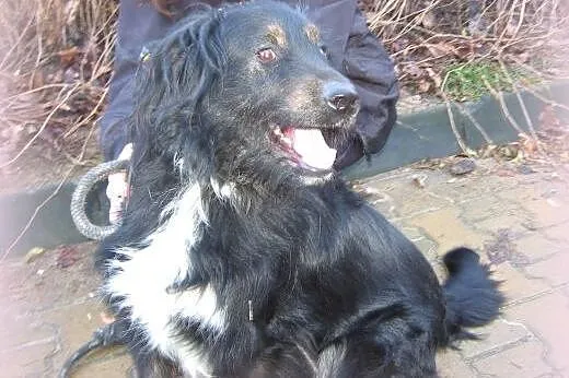 FOTEK-piękny,duzy kudłacz,adopcja!!,  świętokrzysk