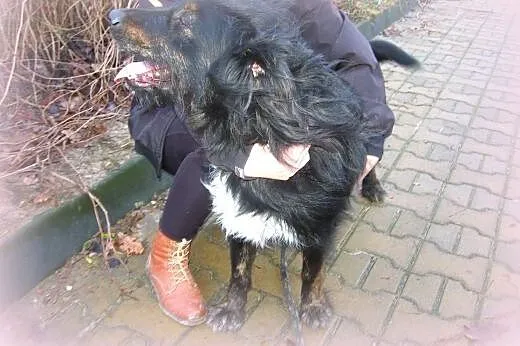 FOTEK-piękny,duzy kudłacz,adopcja!!,  świętokrzysk