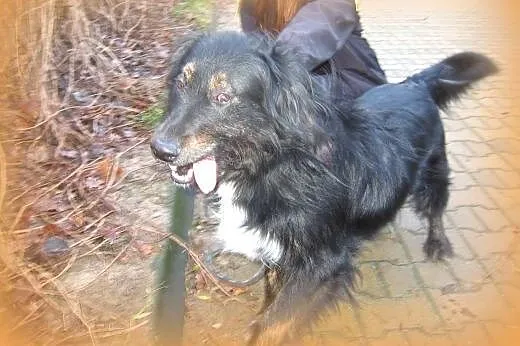 FOTEK-piękny,duzy kudłacz,adopcja!!,  świętokrzysk
