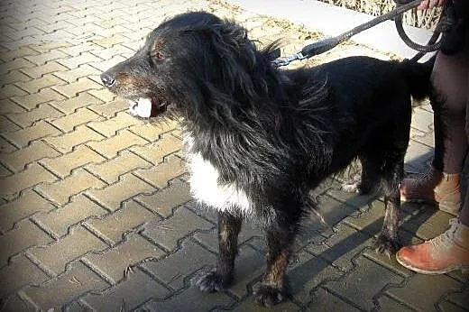 FOTEK-piękny,duzy kudłacz,adopcja!!,  świętokrzysk