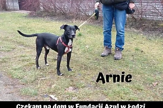 [Do adopcji]: Arnie - piesek dla ludzi aktywnych!, Łódzkie, Łódź