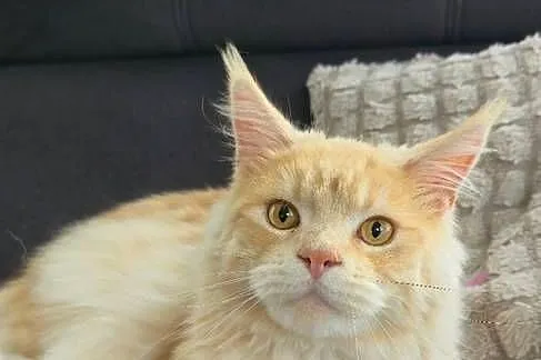 Maine coon kocurek hodowlany, Małopolskie, Kęty