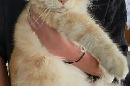 Maine coon kocurek hodowlany, Małopolskie, Kęty