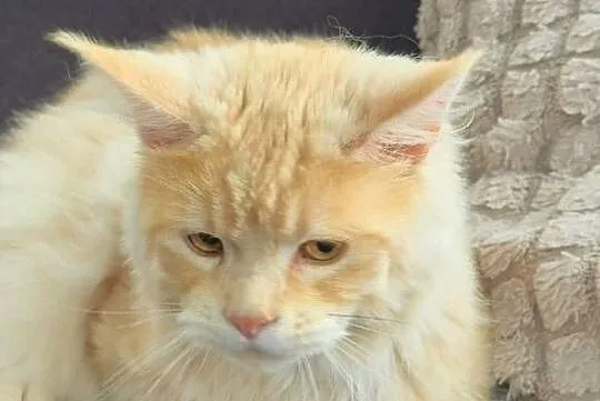 Maine coon kocurek hodowlany, Małopolskie, Kęty