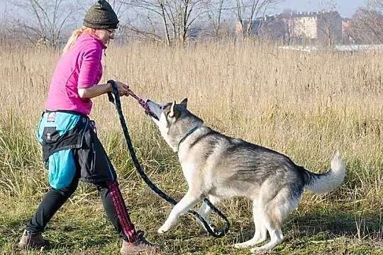 SKIPER-husky- psiak dla konesera rasy ;), Sosnowiec