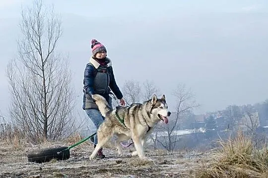 SKIPER-husky- psiak dla konesera rasy ;), Sosnowiec