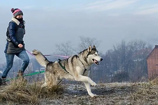 SKIPER-husky- psiak dla konesera rasy ;), Sosnowiec