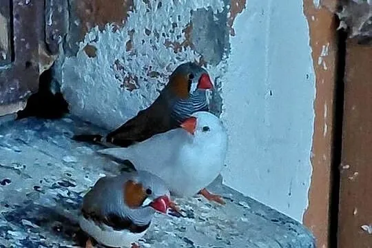 Sprzedam zeberki, Wielkopolskie, Drawsko
