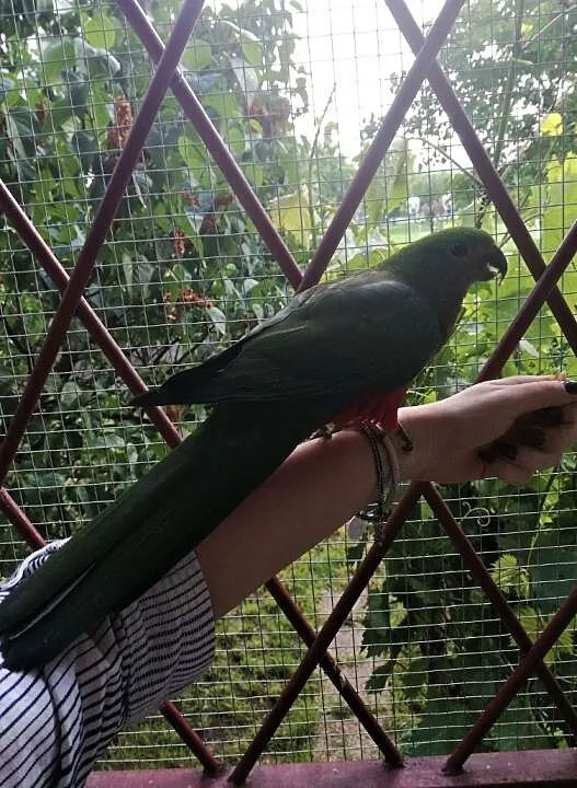 Papuga Szkarłatka Królewska King Parrot Samiczka, Mazowieckie, Warszawa