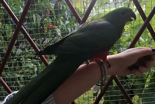 Papuga Szkarłatka Królewska King Parrot Samiczka, Mazowieckie, Warszawa
