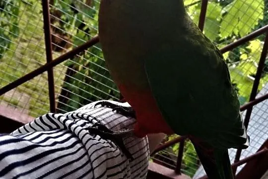 Papuga Szkarłatka Królewska King Parrot Samiczka, Mazowieckie, Warszawa