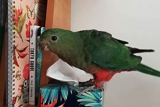 Papuga Szkarłatka Królewska King Parrot Samiczka, Mazowieckie, Warszawa