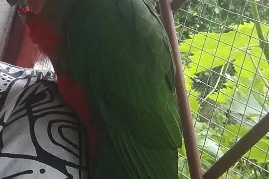 Papuga Szkarłatka Królewska King Parrot Samiczka, Mazowieckie, Warszawa