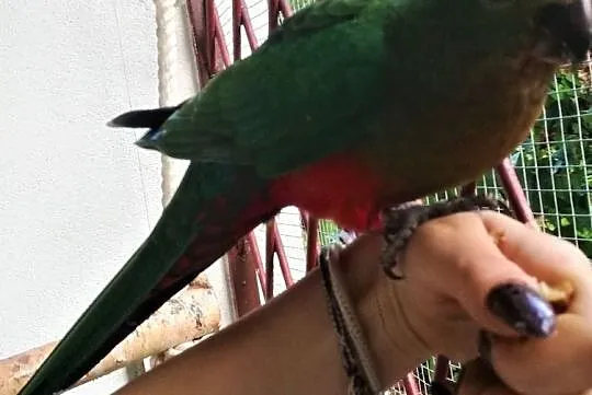 Papuga Szkarłatka Królewska King Parrot Samiczka, Mazowieckie, Warszawa
