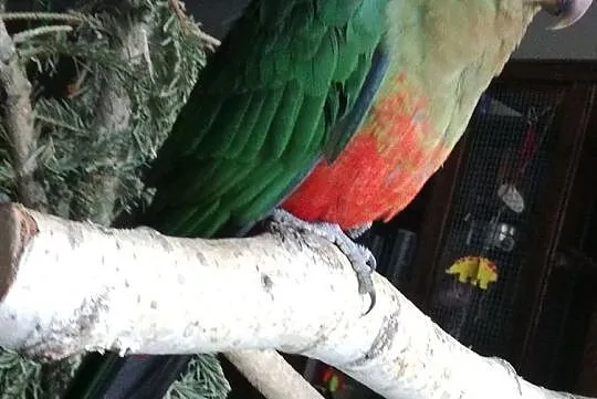 Papuga Szkarłatka Królewska King Parrot Samiczka, Mazowieckie, Warszawa