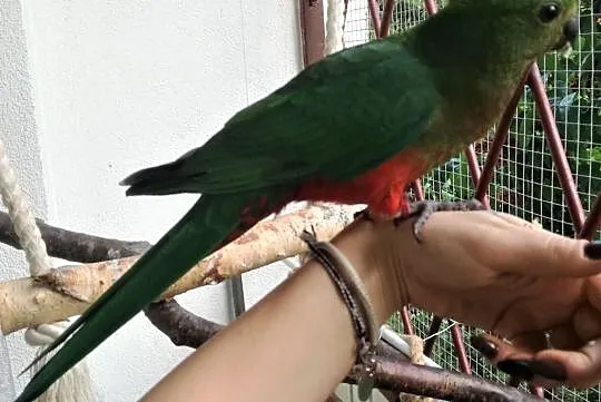 Papuga Szkarłatka Królewska King Parrot Samiczka, Mazowieckie, Warszawa