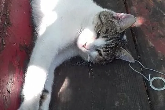 Matjasek - wspaniały kot szuka domu, Piotrków Trybunalski