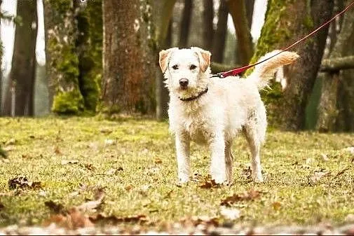 Słodki Ptyś :),  warmińsko-mazurskie Olsztyn