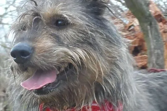 Diana młoda szorstkowłosa sunia ADOPCJA ŁTOnZ