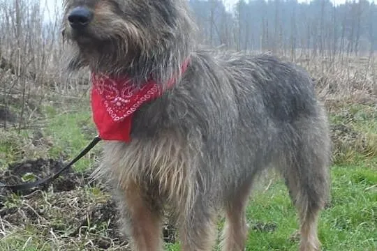 Diana młoda szorstkowłosa sunia ADOPCJA ŁTOnZ