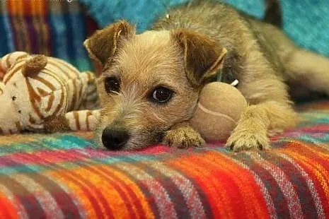 Lili - młoda, mała sunia do adopcji ,  mazowieckie