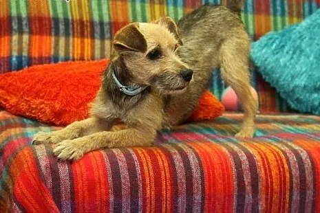 Lili - młoda, mała sunia do adopcji ,  mazowieckie