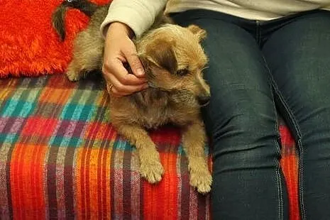 Lili - młoda, mała sunia do adopcji ,  mazowieckie