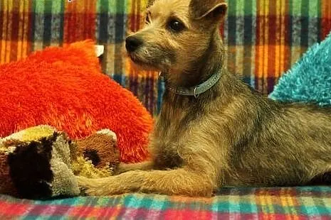 Lili - młoda, mała sunia do adopcji ,  mazowieckie