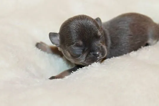 Chihuahua krótkowłosy niebieski chłopczyk ZKwP FCI, Zachodniopomorskie, Świnoujście