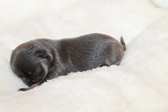 Chihuahua krótkowłosy niebieski chłopczyk ZKwP FCI, Zachodniopomorskie, Świnoujście