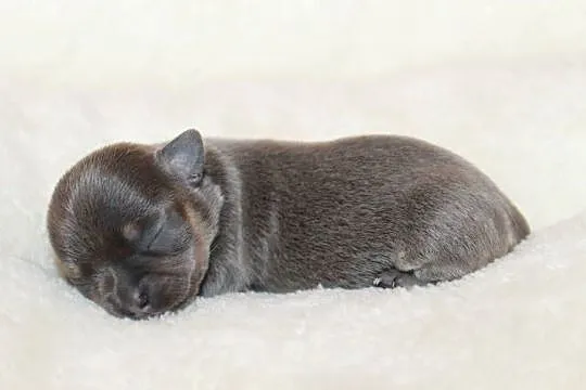 Chihuahua krótkowłosy niebieski chłopczyk ZKwP FCI, Zachodniopomorskie, Świnoujście