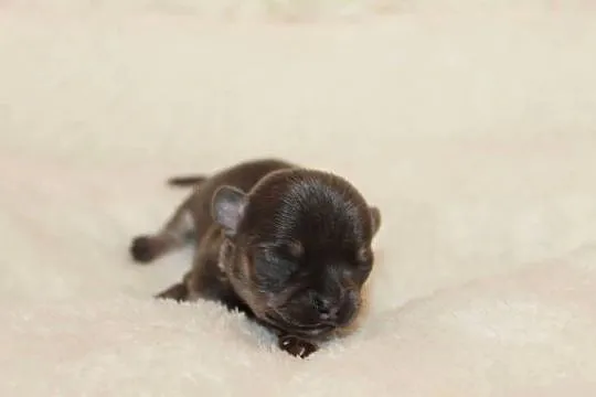 Chihuahua krótkowłosy niebieski chłopczyk ZKwP FCI, Zachodniopomorskie, Świnoujście