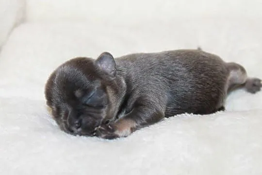 Chihuahua krótkowłosy niebieski chłopczyk ZKwP FCI, Zachodniopomorskie, Świnoujście