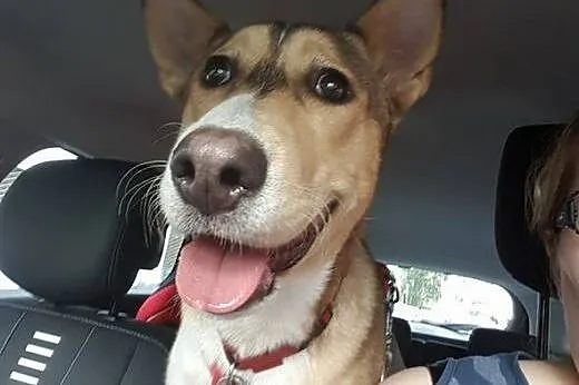 Roczny Maciuś, niezwykle przyjazny i wesoły psiak do adopcji,  Kundelki cała Polska