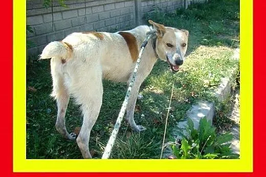 18kg,2lata,młody,kontaktowy,kocha człowieka,pies F