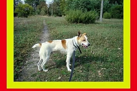 18kg,2lata,młody,kontaktowy,kocha człowieka,pies F