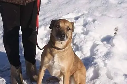 Riki, uratowany z ulicy psiaczek szuka domu!