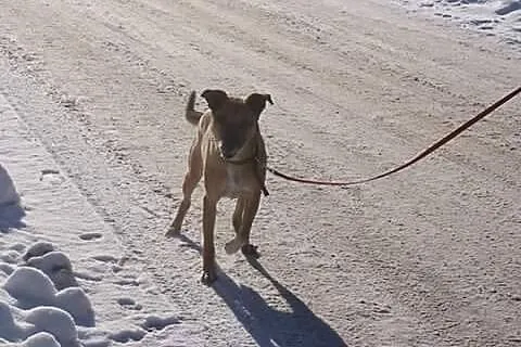Riki, uratowany z ulicy psiaczek szuka domu!