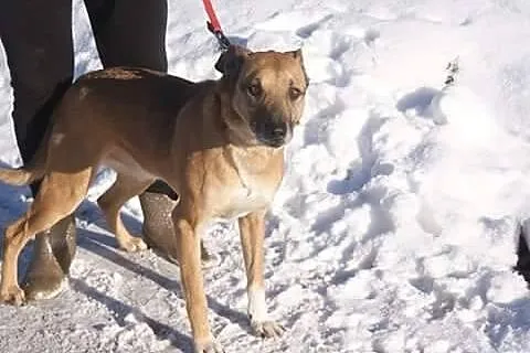 Riki, uratowany z ulicy psiaczek szuka domu!