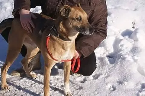 Riki, uratowany z ulicy psiaczek szuka domu!