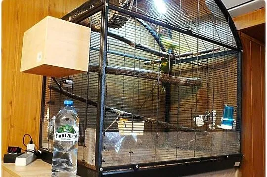 Ogromna Duża Klatka - Woliera + Papugi parka lęgowa Modrolotek Papugi Kozy, Lubuskie, Lubsko