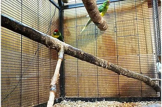 Ogromna Duża Klatka - Woliera + Papugi parka lęgowa Modrolotek Papugi Kozy, Lubuskie, Lubsko