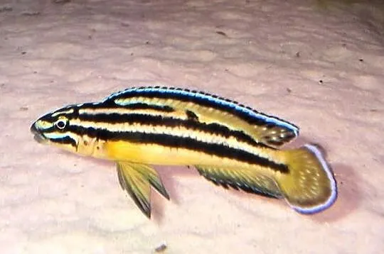 Rybki naskalnik julidochromis-regani